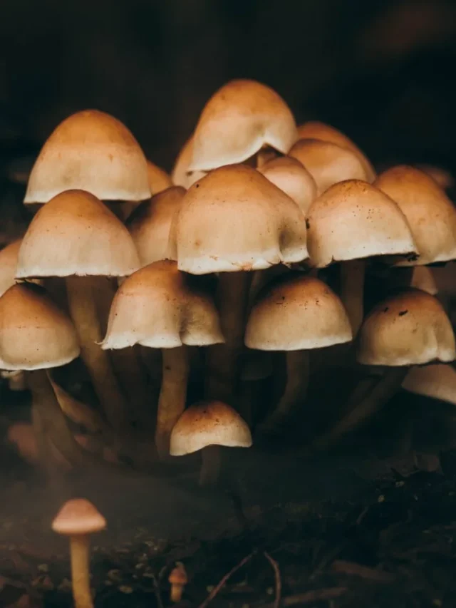 भारत में 2024 के ट्रेंडिंग Business Ideas: 🍄 Mushroom Production – अच्छा Startup विचार series #18