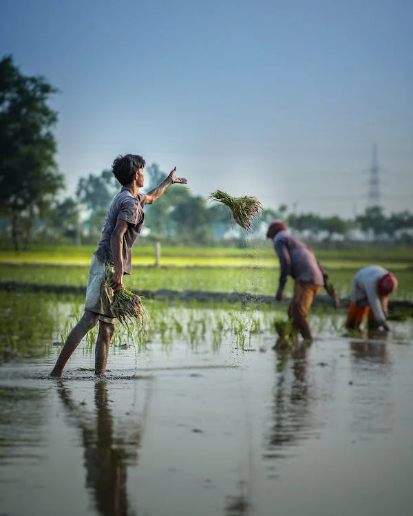 Business Ideas: Organic farming: भारत में प्रमुख Startup व्यवसायिक विचार series #11